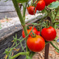 Santa Claus DER TOMATENFLÜSTERER