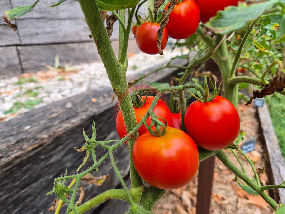 Santa Claus DER TOMATENFLÜSTERER