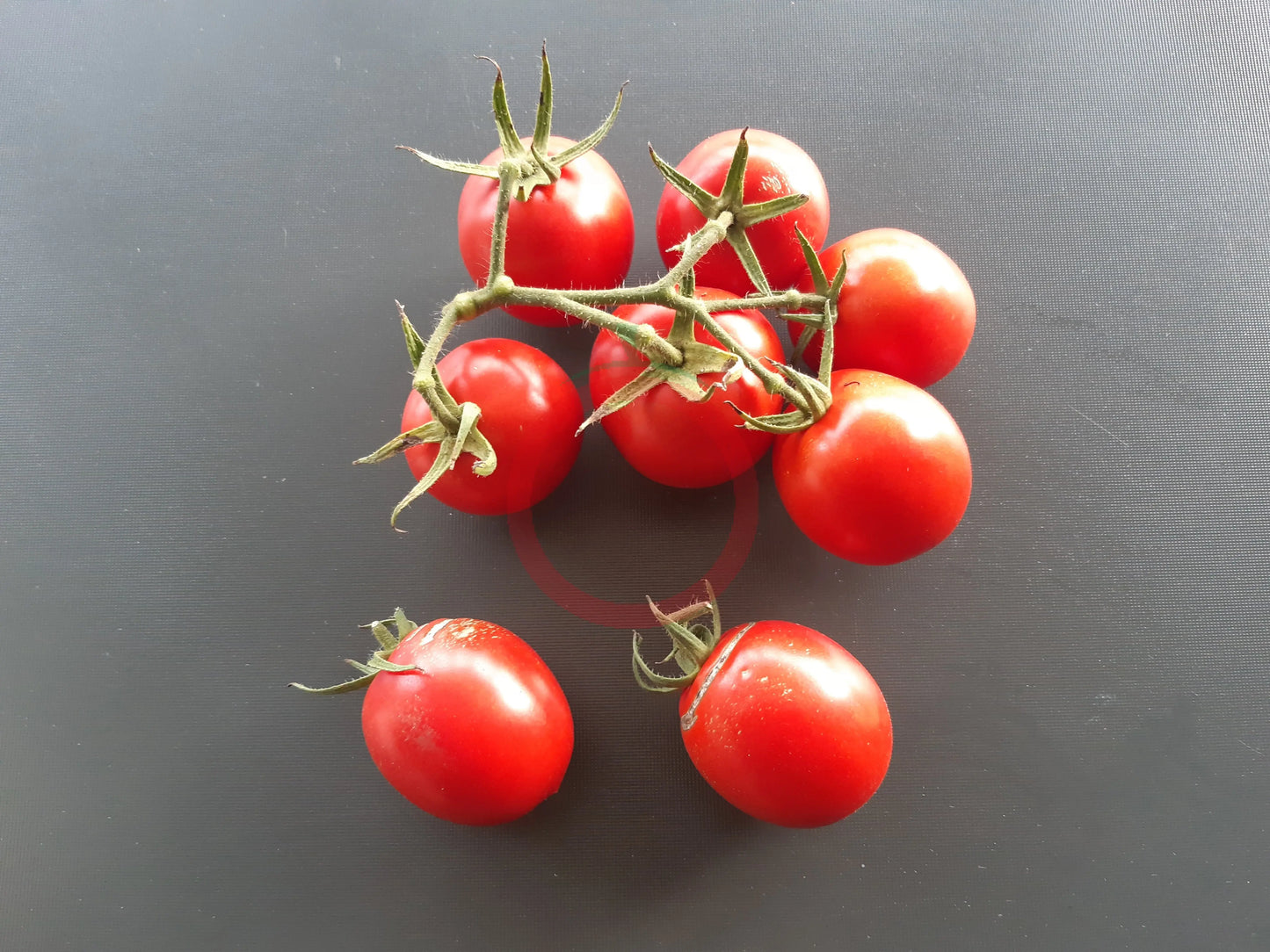 Santa Cruz DER TOMATENFLÜSTERER