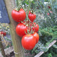 Santa Cruz DER TOMATENFLÜSTERER