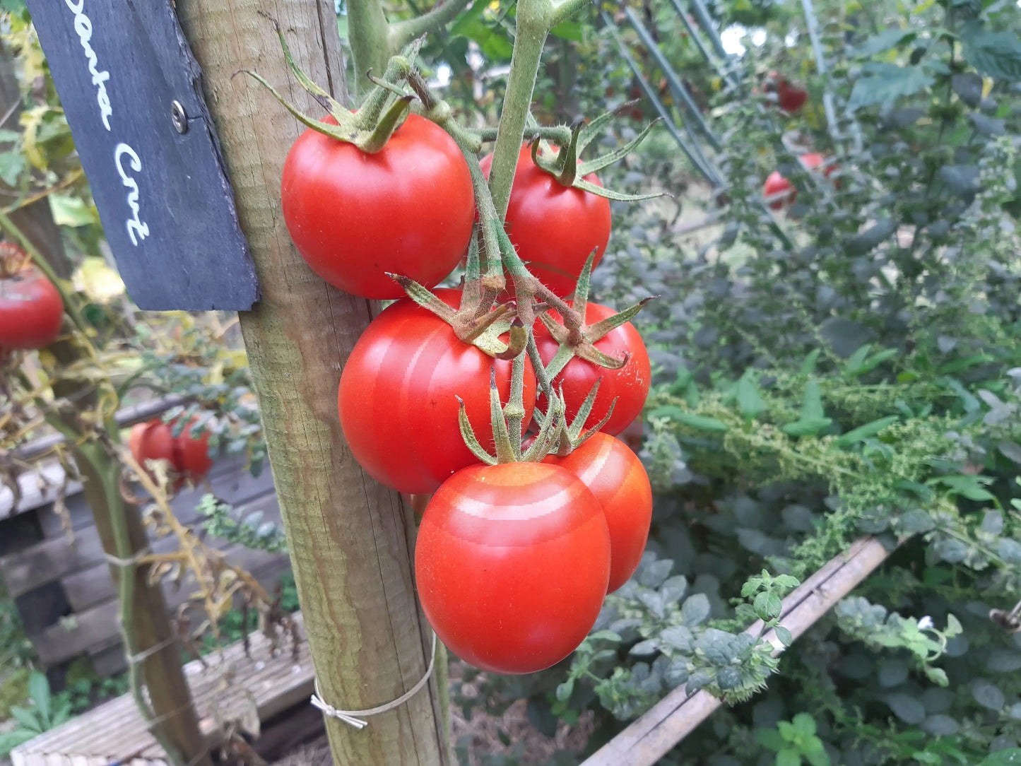 Santa Cruz DER TOMATENFLÜSTERER