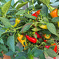 Santa Fe Grande DER TOMATENFLÜSTERER