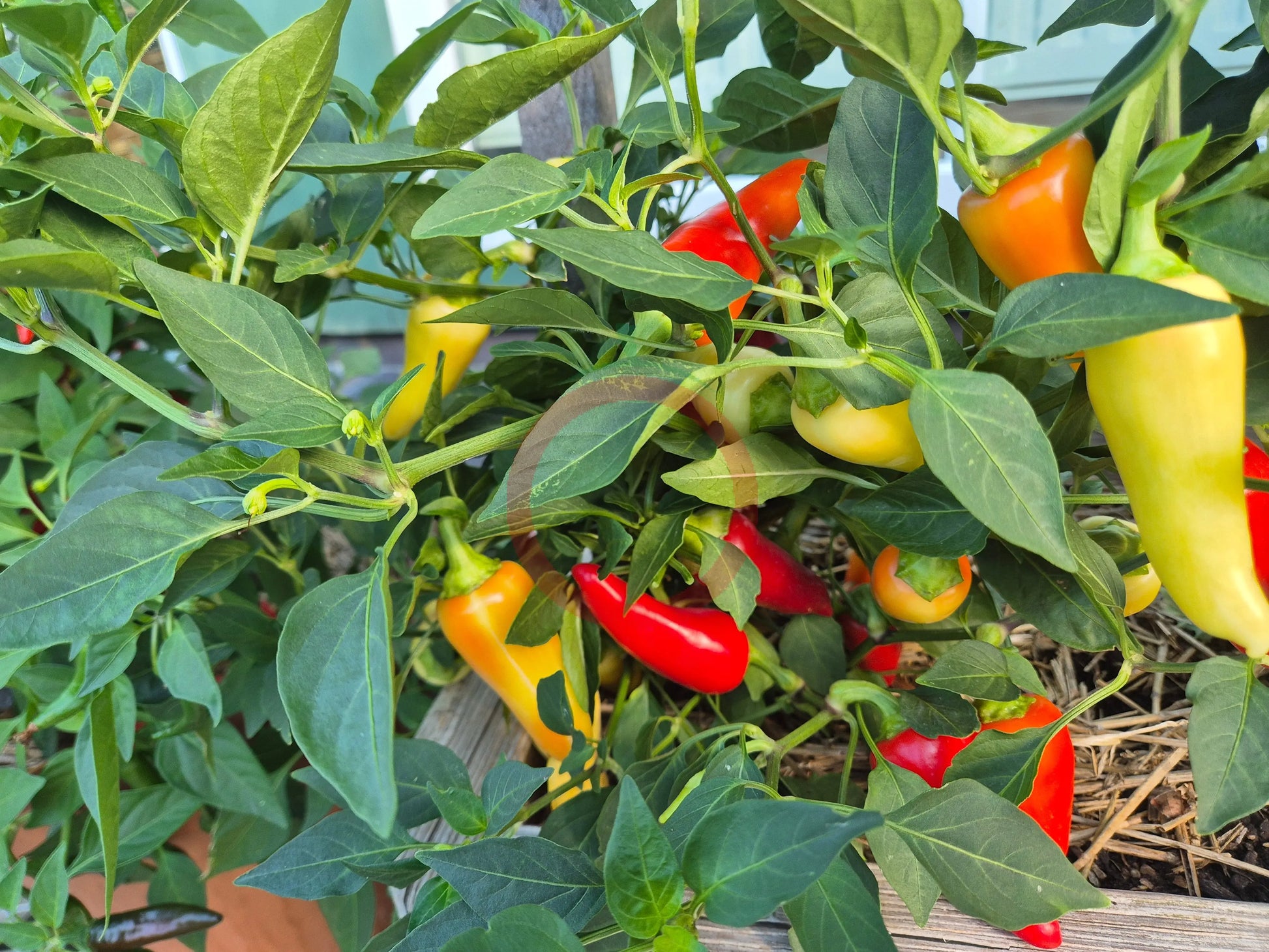 Santa Fe Grande DER TOMATENFLÜSTERER