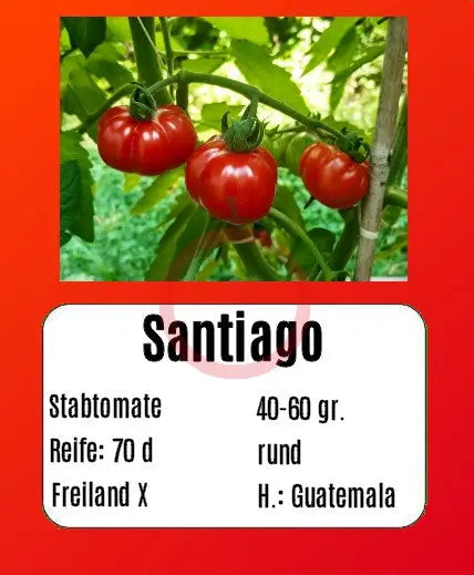 Santiago DER TOMATENFLÜSTERER