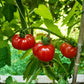 Santiago DER TOMATENFLÜSTERER