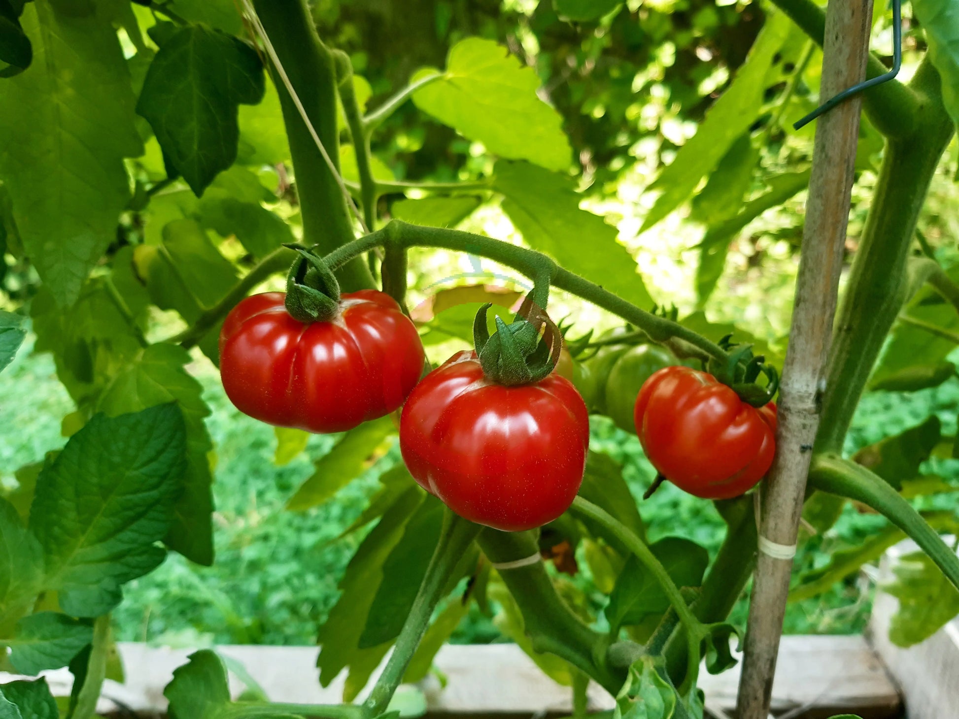 Santiago DER TOMATENFLÜSTERER