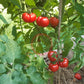 Santiago DER TOMATENFLÜSTERER