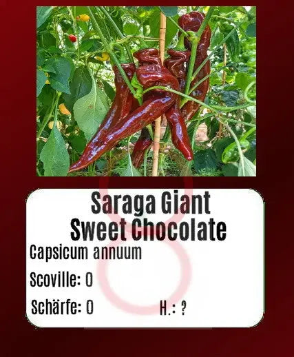 Saraga Giant Sweet Chocolate DER TOMATENFLÜSTERER