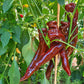 Saraga Giant Sweet Chocolate DER TOMATENFLÜSTERER