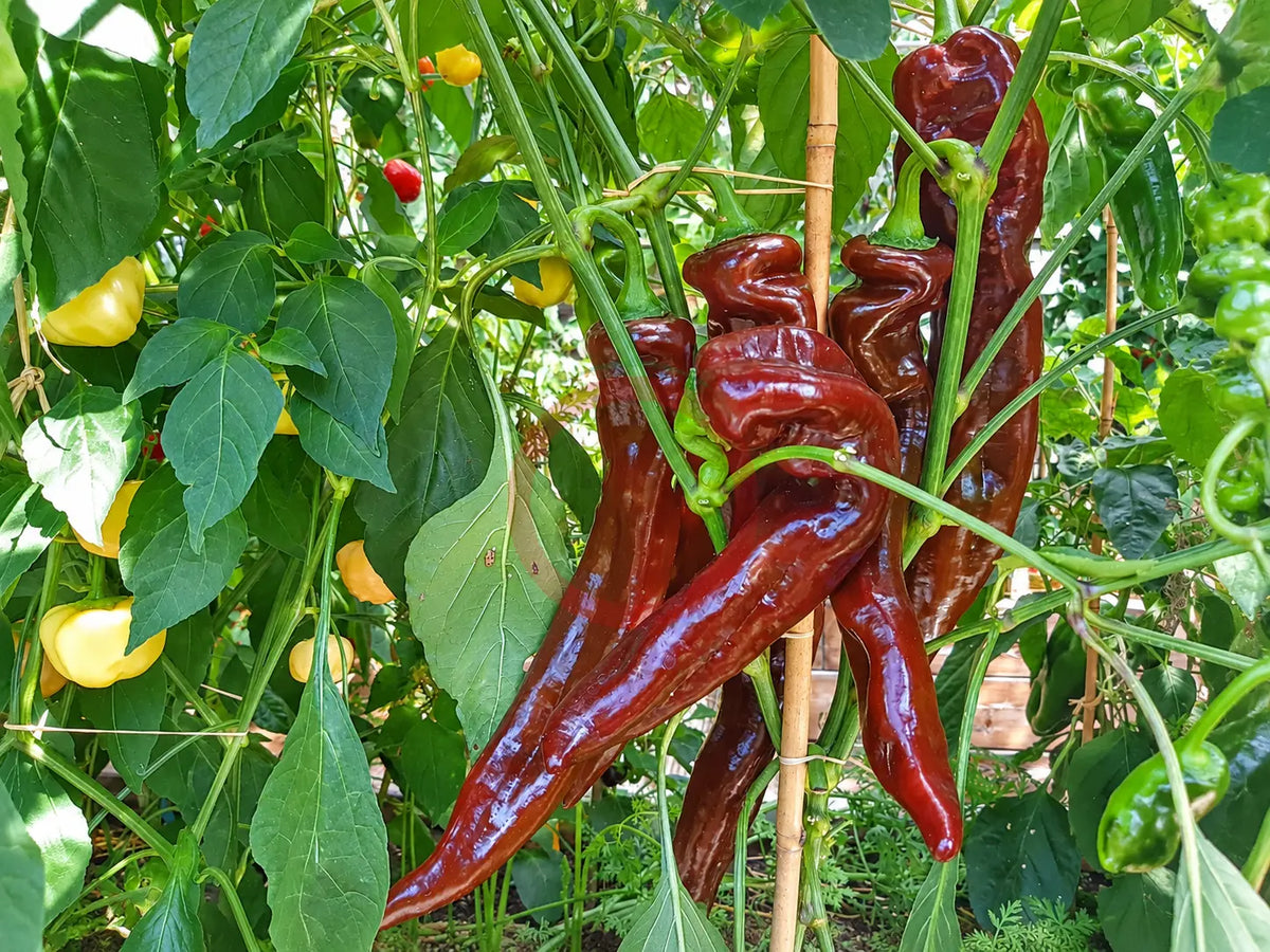 Saraga Giant Sweet Chocolate DER TOMATENFLÜSTERER