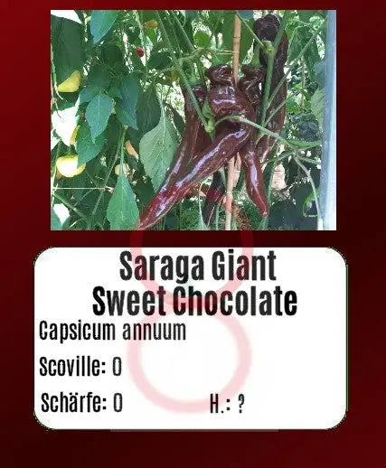 Saraga Giant Sweet Chocolate DER TOMATENFLÜSTERER