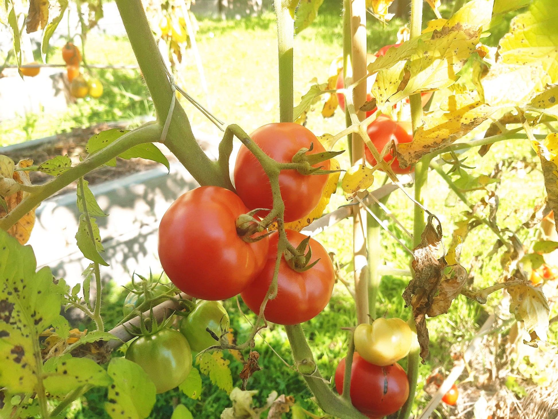Saranda DER TOMATENFLÜSTERER