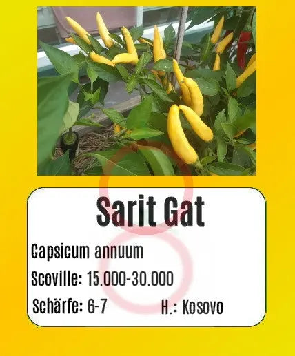 Sarit Gat DER TOMATENFLÜSTERER