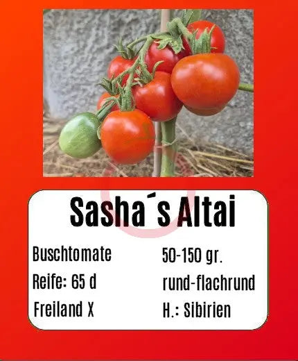 Sasha´s Altai DER TOMATENFLÜSTERER