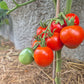 Sasha´s Altai DER TOMATENFLÜSTERER