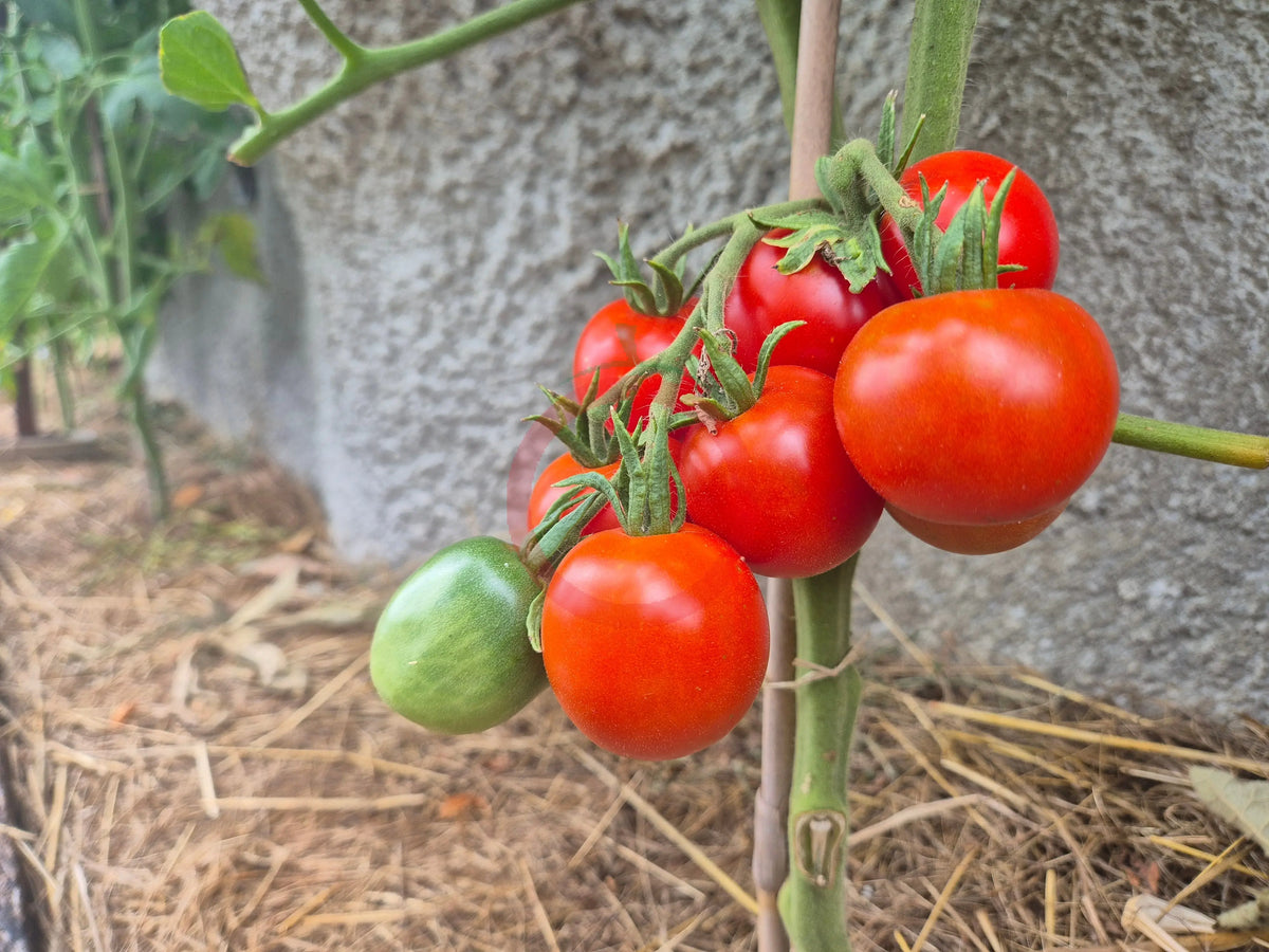 Sasha´s Altai DER TOMATENFLÜSTERER