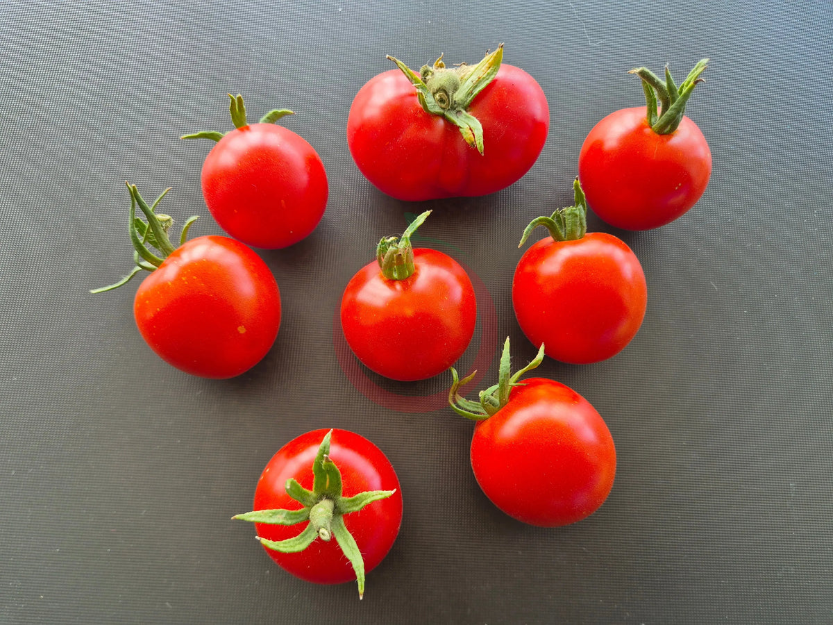 Sasha´s Altai DER TOMATENFLÜSTERER