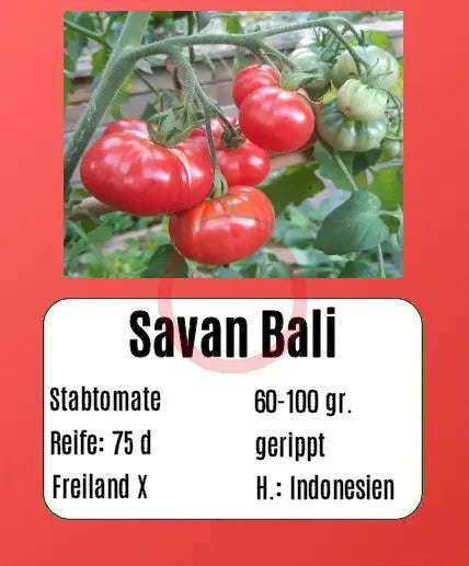 Savan Bali DER TOMATENFLÜSTERER
