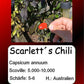 Scarlett´s Chili DER TOMATENFLÜSTERER