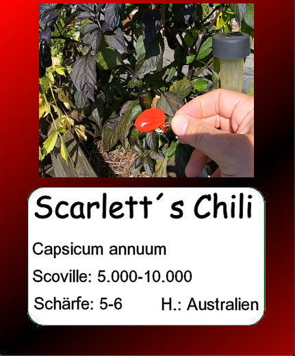 Scarlett´s Chili DER TOMATENFLÜSTERER