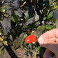 Scarlett´s Chili DER TOMATENFLÜSTERER