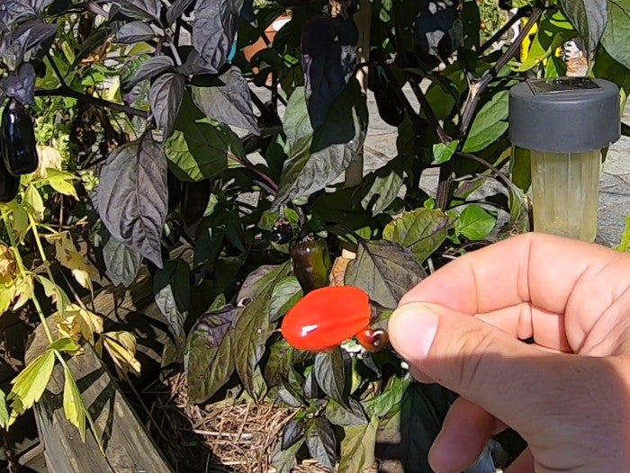 Scarlett´s Chili DER TOMATENFLÜSTERER