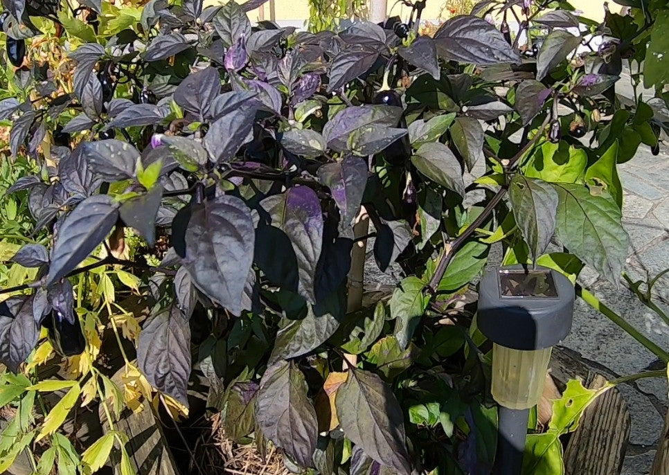 Scarlett´s Chili DER TOMATENFLÜSTERER