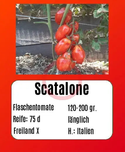 Scatalone DER TOMATENFLÜSTERER