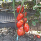 Scatalone DER TOMATENFLÜSTERER