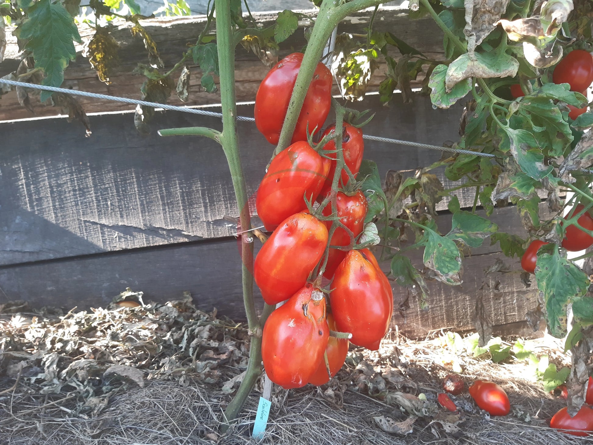 Scatalone DER TOMATENFLÜSTERER