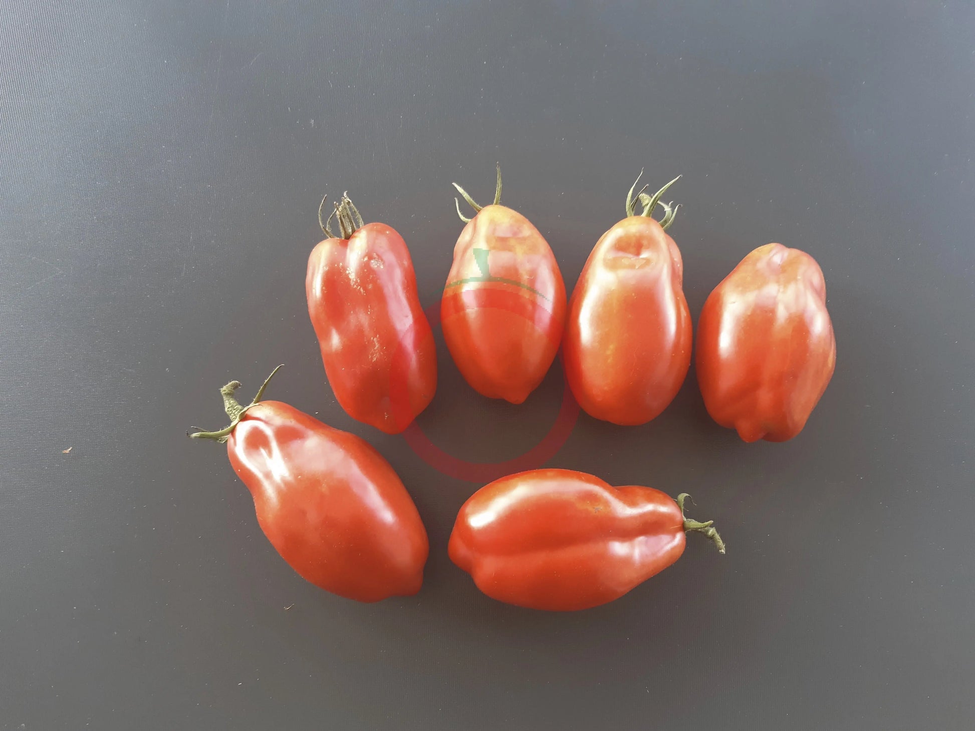 Scatalone DER TOMATENFLÜSTERER