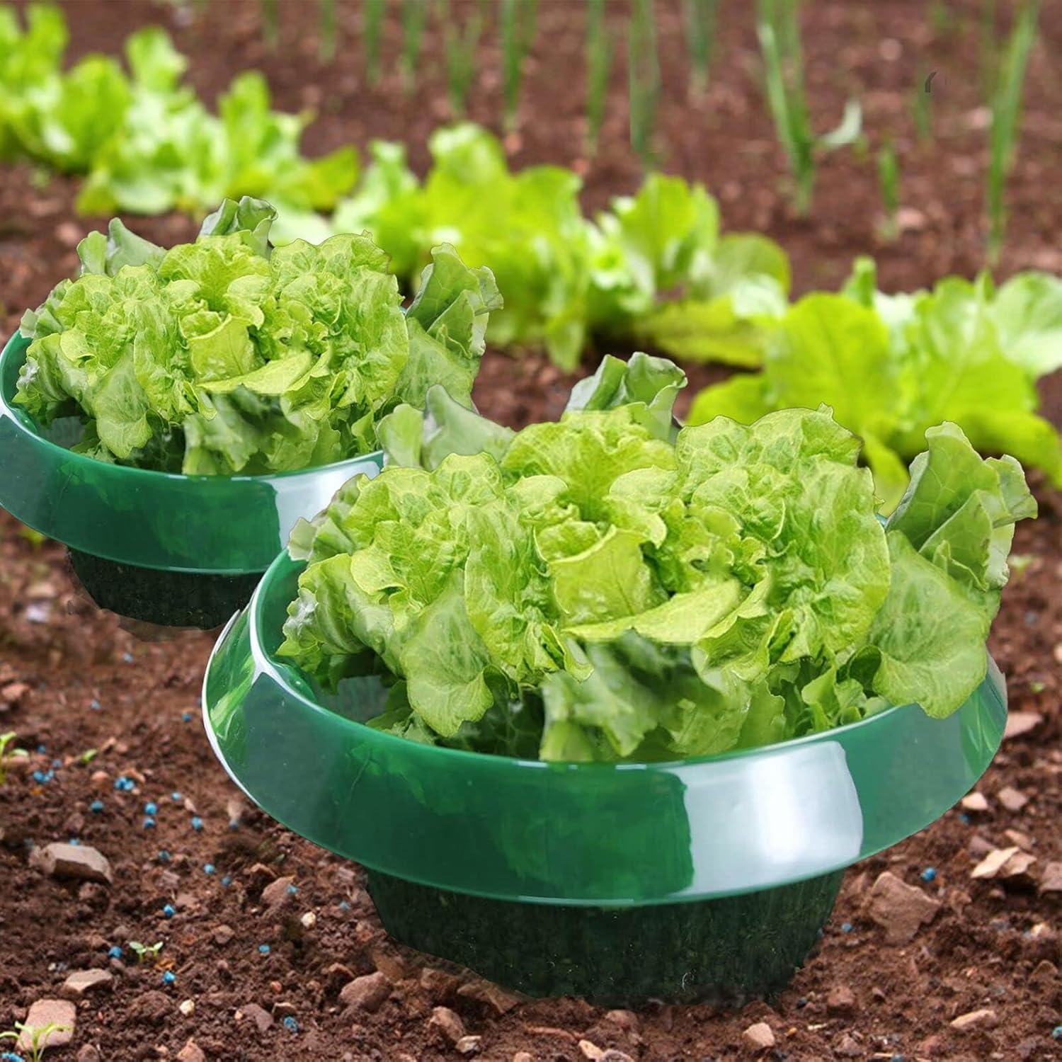 Schneckenkragen, Schneckenschutz Schneckenkorn, Schneckenkragen Schützt Pflanzen Ohne Chemie (12 STK) DER TOMATENFLÜSTERER