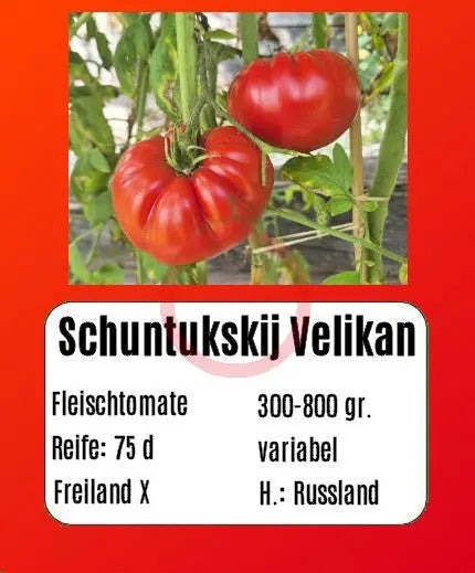 Schuntukskij Velikan DER TOMATENFLÜSTERER