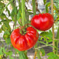 Schuntukskij Velikan DER TOMATENFLÜSTERER