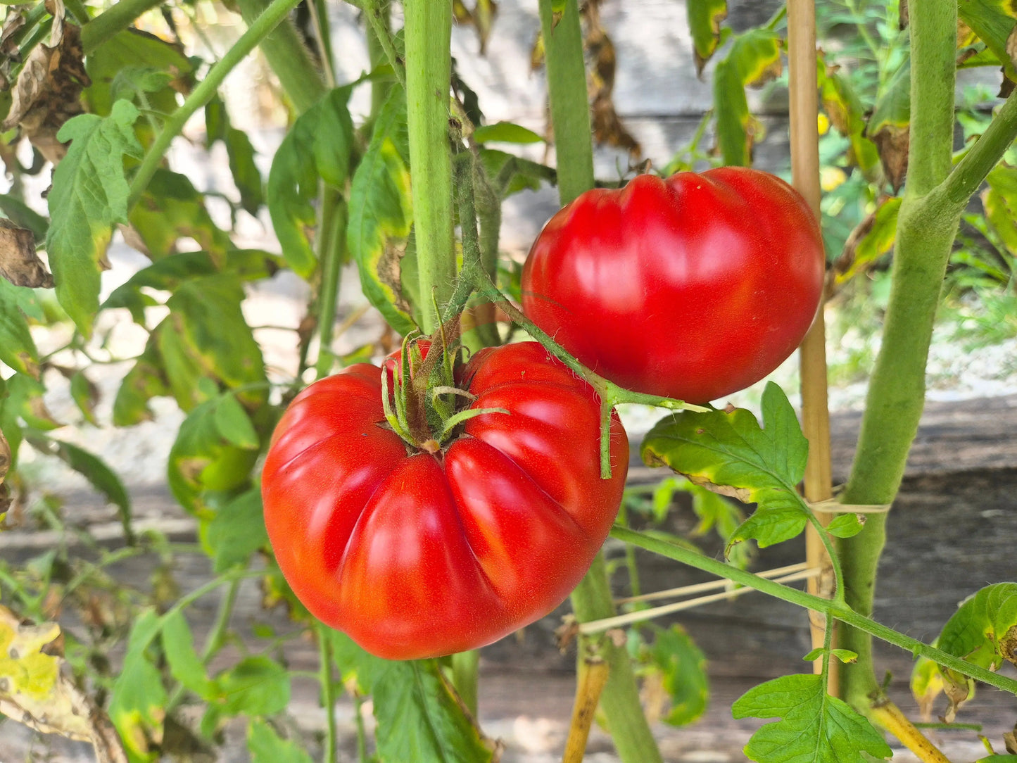 Schuntukskij Velikan DER TOMATENFLÜSTERER
