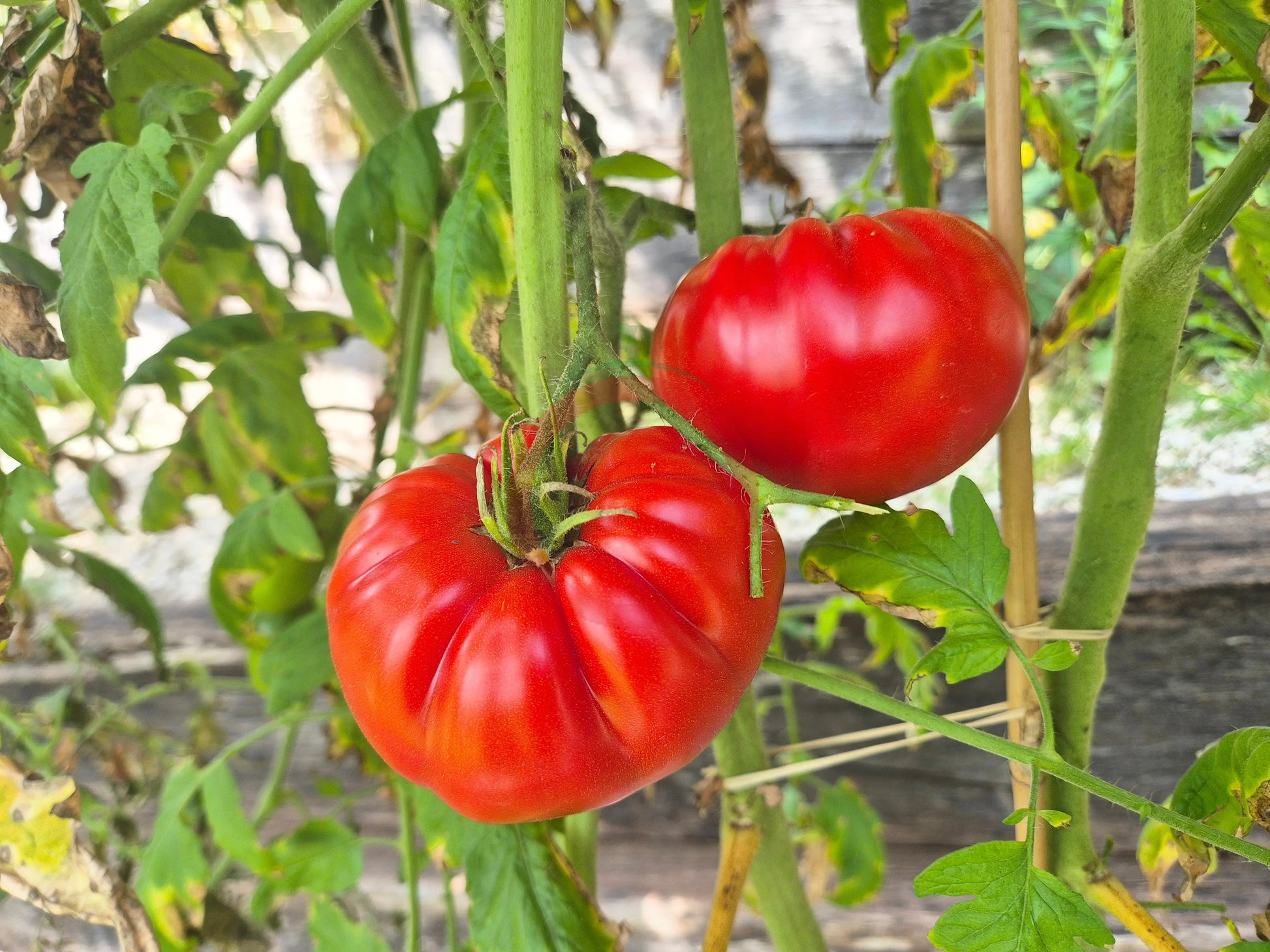 Schuntukskij Velikan DER TOMATENFLÜSTERER