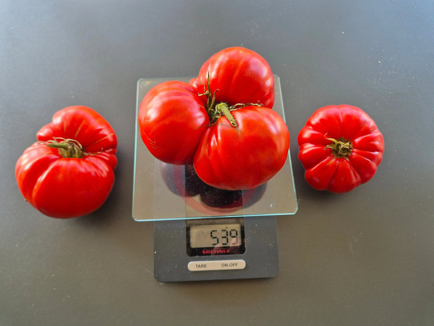 Schuntukskij Velikan DER TOMATENFLÜSTERER