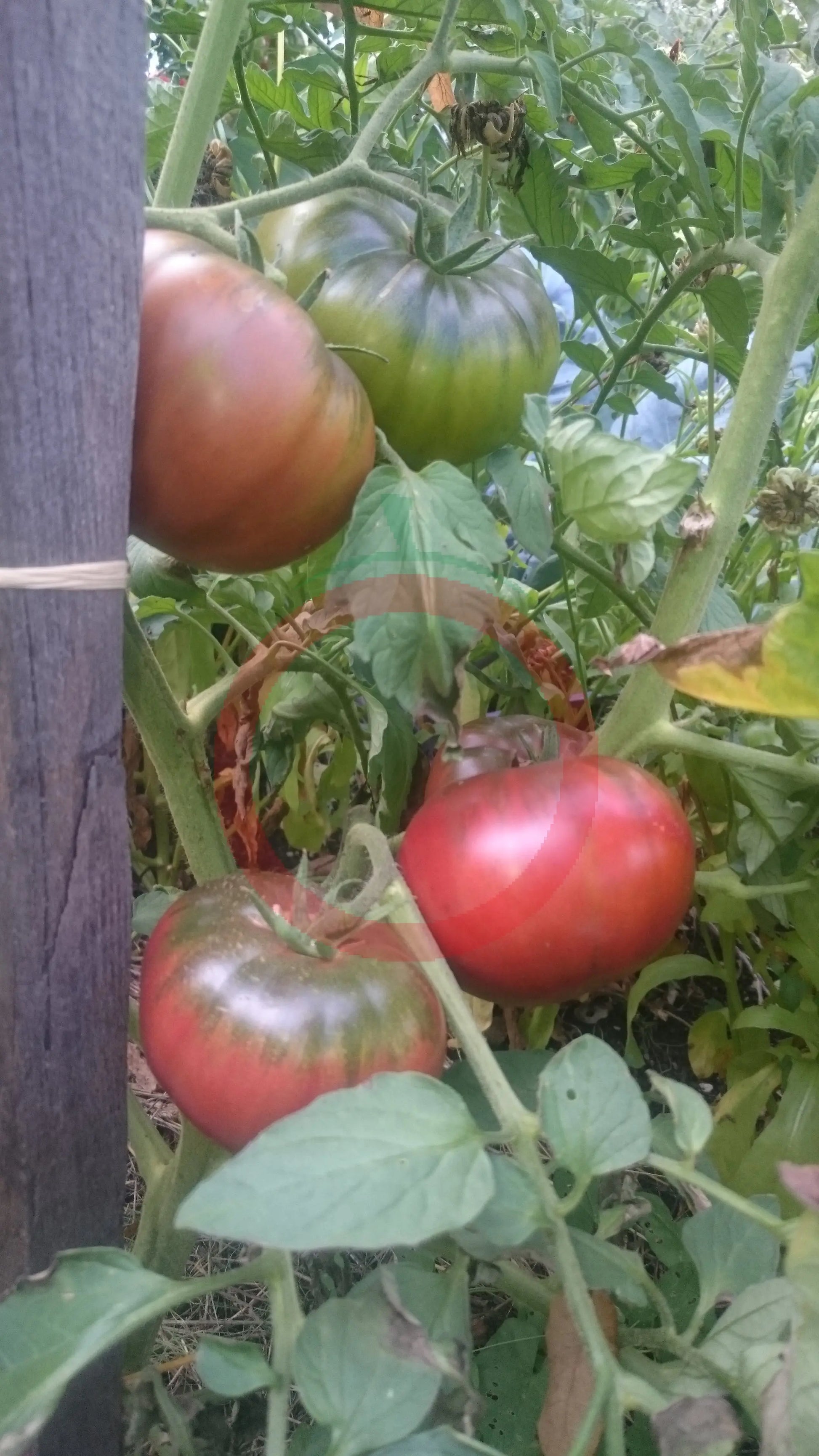 Schwarzer Lozi DER TOMATENFLÜSTERER