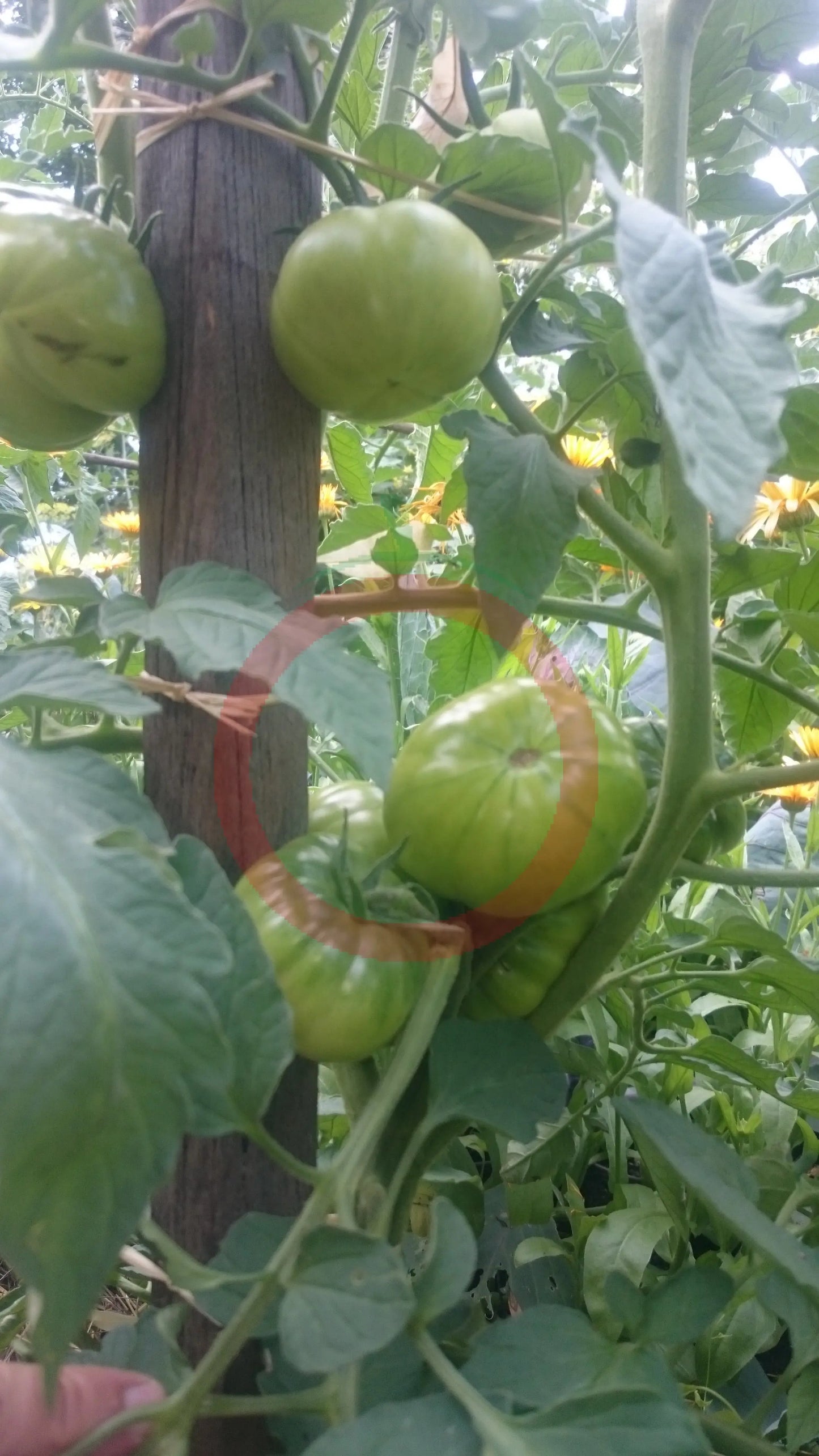 Schwarzer Lozi DER TOMATENFLÜSTERER