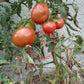 Schwarzer Lozi DER TOMATENFLÜSTERER