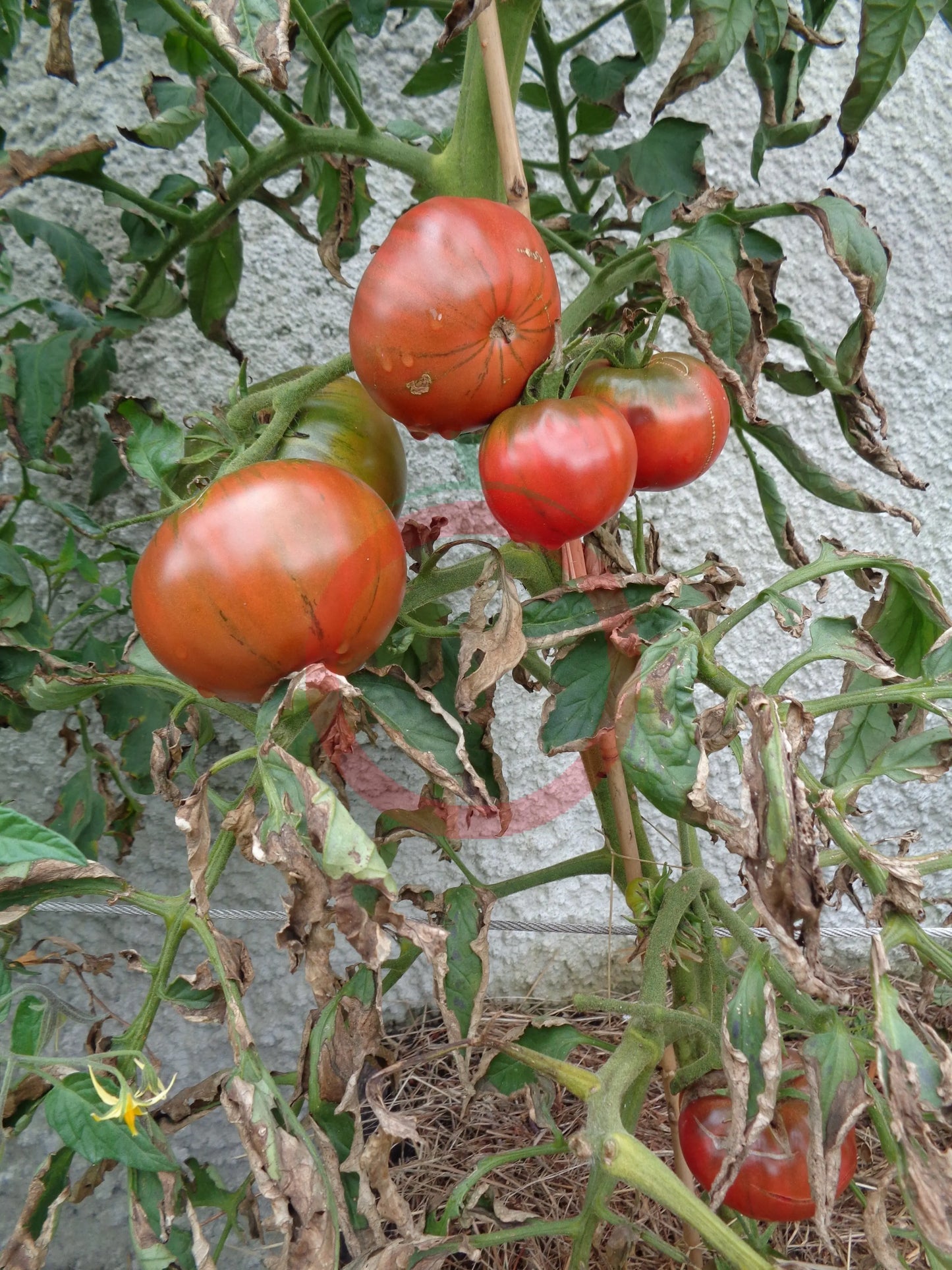 Schwarzer Lozi DER TOMATENFLÜSTERER