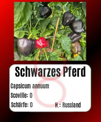 Schwarzes Pferd DER TOMATENFLÜSTERER