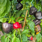 Schwarzes Pferd DER TOMATENFLÜSTERER