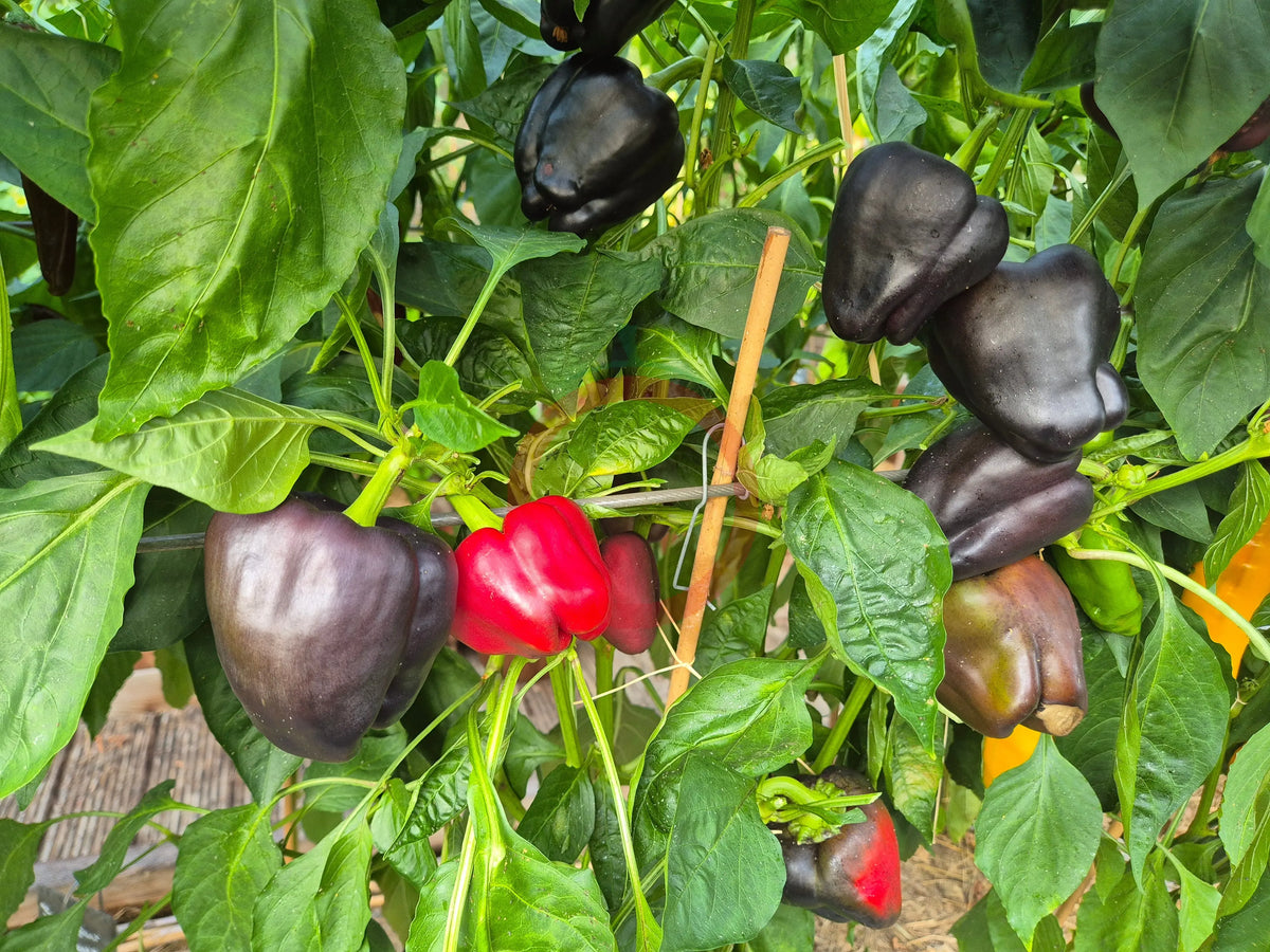 Schwarzes Pferd DER TOMATENFLÜSTERER