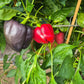Schwarzes Pferd DER TOMATENFLÜSTERER