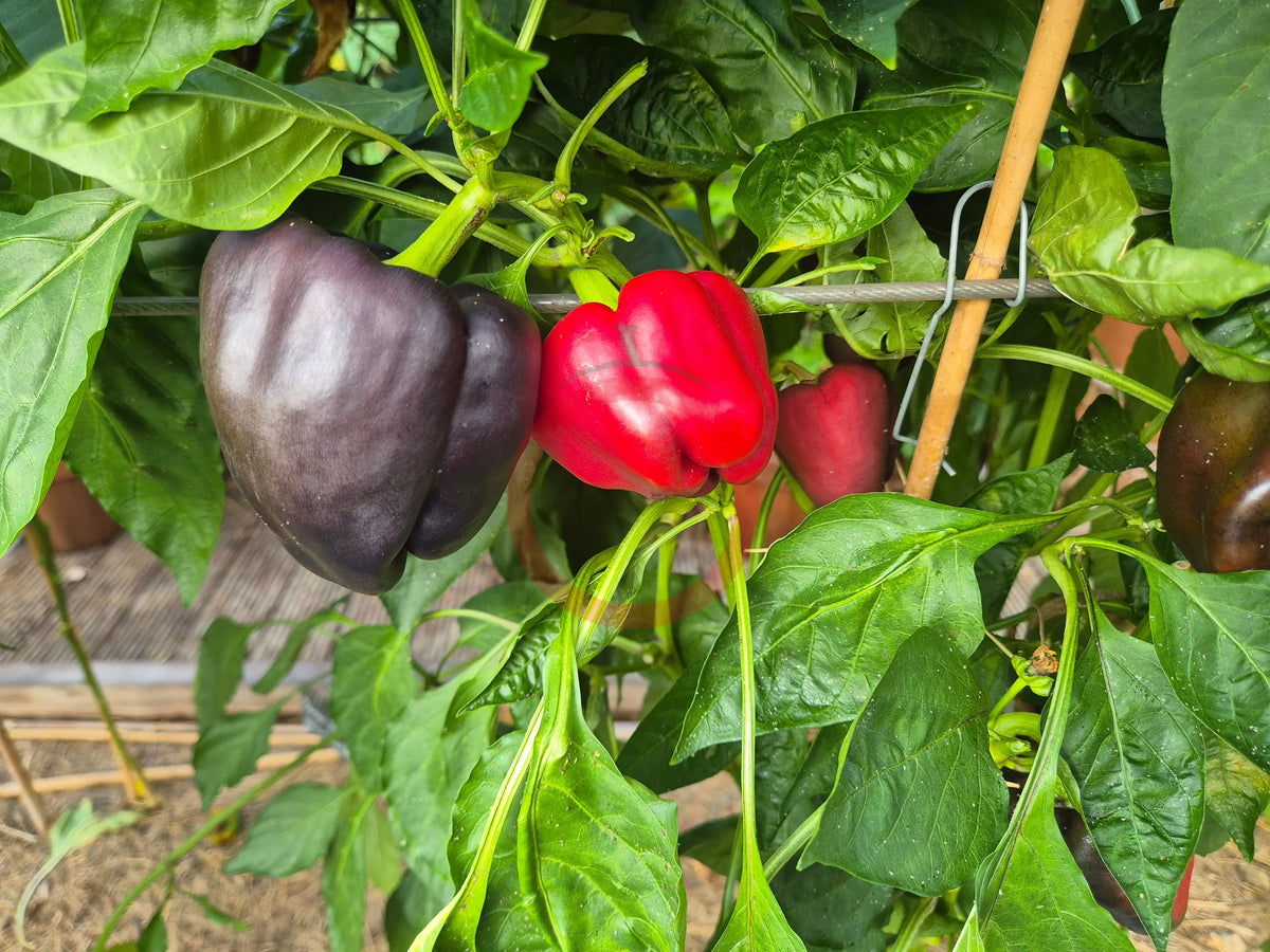 Schwarzes Pferd DER TOMATENFLÜSTERER