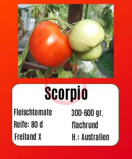Scorpio DER TOMATENFLÜSTERER