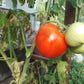 Scorpio DER TOMATENFLÜSTERER