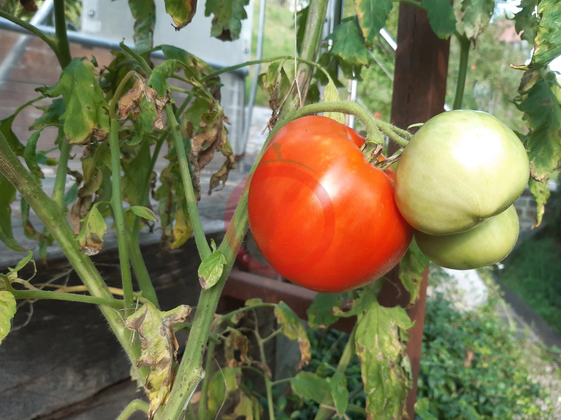 Scorpio DER TOMATENFLÜSTERER