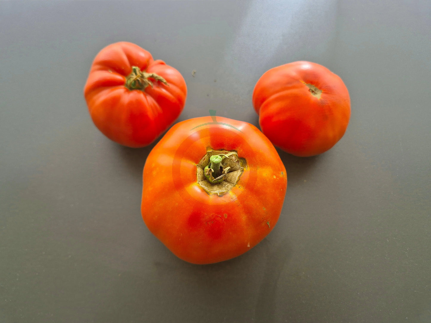 Scorpio DER TOMATENFLÜSTERER